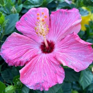 Meet your Posher, Rose